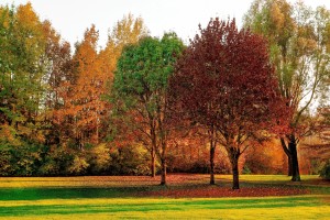 autumn-daylight-environment-621720